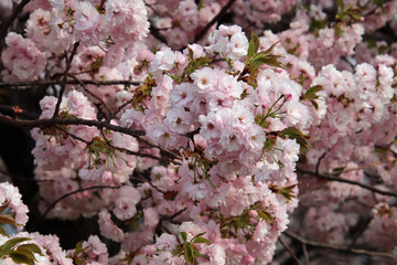 Cherry blossom in Japan