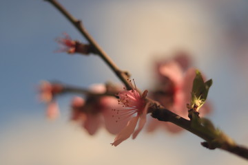buds of a blossom