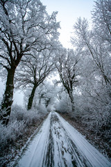 Rutschige verschneite Nebenstraße im Winter, Allee