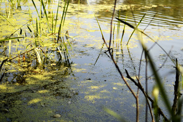 Pond in which the frogs live