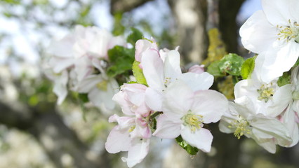 frühling