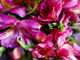 immagine multicolore di gigli peruviani brillanti