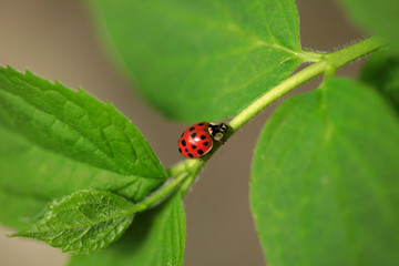 Red ladybug sitting on leaf