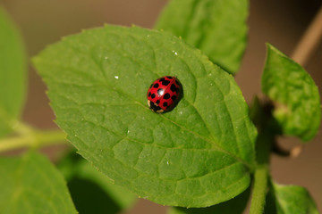 Red ladybug sitting on leaf