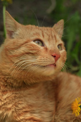 Portrait of cute wild red cat