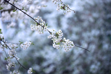 White flowers of spring blossom