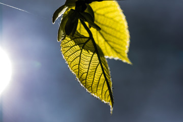 Nature waking up after a long winter