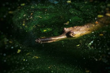 The gharial in the water
