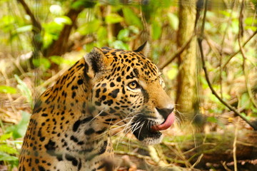 jaguar licking the lips