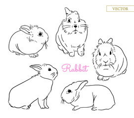 Vector set of hand drawn rabbits. Bunny pet line in different poses.
