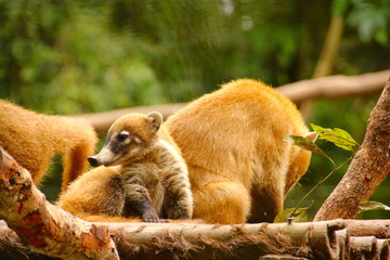 coati family in the trees