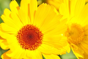 Calendula officinalis - Asteraceae (Marigold flower). Calendula medicinal plant. Calendula officinalis flower field plant. Macro herbal tea calendula plant flower