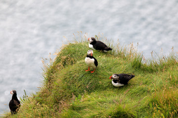 Vik / Iceland - August 15, 2017: Puffins at Dyrholaey promontory, Vik, Iceland, Europe