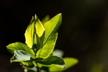 Nature waking up after a long winter