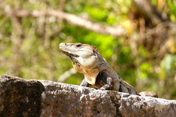 iguana on a rock