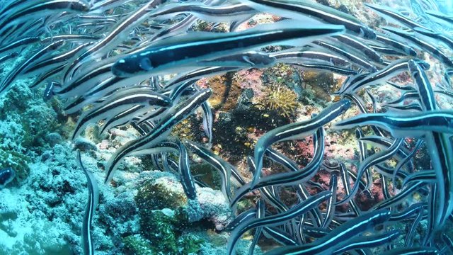 convict blenny fish school underwater digging a house with their mouth and spit out tropical ocean scenery