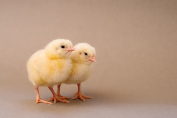 two cute little yellow chicken shells on a gray background