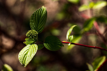 Nature waking up after a long winter