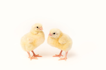 two cute little yellow chicken on a white background