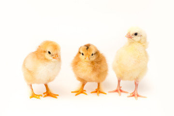 three cute little yellow chicken on a white background