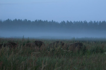 morning fog in the forest