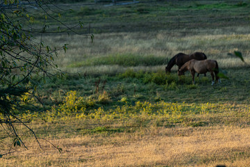 Fototapeta premium horses wandering around a ranch and grazing at dusk