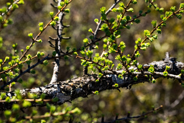 Nature waking up after a long winter
