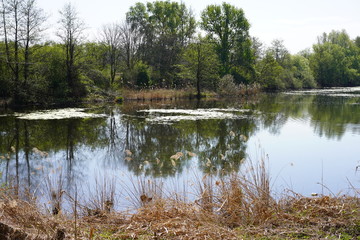 Sonnige Wasserlandschaft in einem Naturschutzgebiet in Berlin (Karower Teiche)