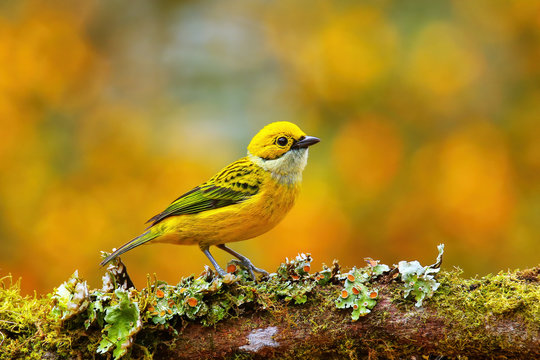 Silver-throated tanager (Tangara icterocephala) sitting on a branch