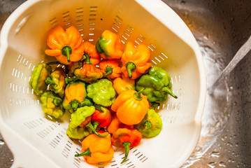 An assortment of Scotch bonnet peppers being washed with tap water in a basin using a plastic cullender - 342472343