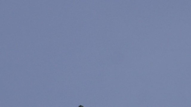 Eurasian skylark (Alauda arvensis) flying against blue sky, Cranborne Chase, Wiltshire, UK
