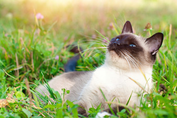 Cute Cat in Green Grass in Summer - Beautiful Siamese Cat with blue Eyes - Playing Cat - Pets Care Concept