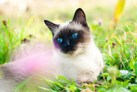 Melashacat Photos Images Assets Adobe Stock