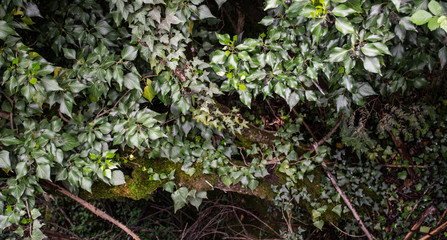 Morera. Hojas de morera sobre tonco con musgo