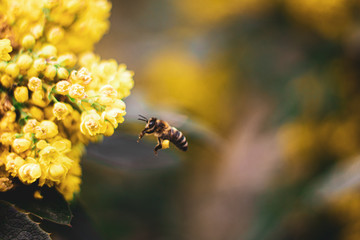 bee on a flower