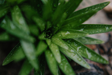 Rain drops on plants
