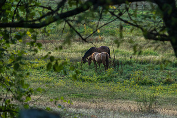 horses wandering around a ranch and grazing at dusk