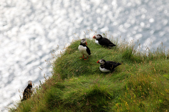 Vik / Iceland - August 15, 2017: Puffins at Dyrholaey promontory, Vik, Iceland, Europe