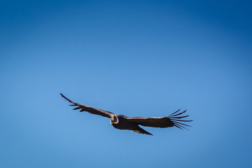 Condor Andino