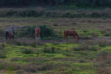 horses wandering around a ranch and grazing at dusk