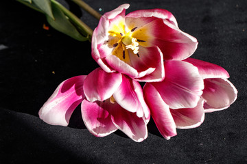 Obraz na płótnie Canvas pink tulip on black background 