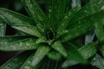 Rain drops on plants
