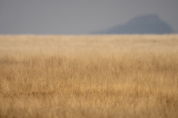field of wheat