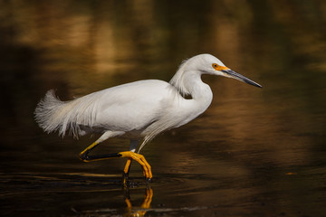 Garza 