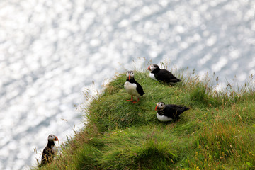 Vik / Iceland - August 15, 2017: Puffins at Dyrholaey promontory, Vik, Iceland, Europe © PaoloGiovanni