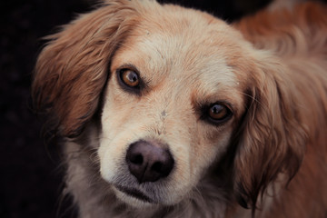 golden retriever portrait