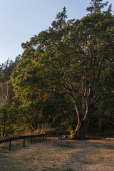 Naklejka premium sunlight streaming through the trees near sunset