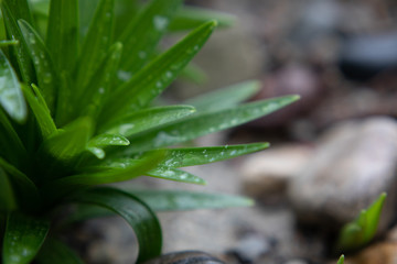 Obraz premium Rain drops on plants