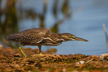 Garza azulada