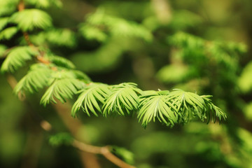 Green branch of dawn redwood (metasequoia)